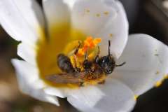 Euandrena bicolor